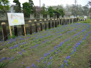 宮城県松島市野蒜駅ムスカリ