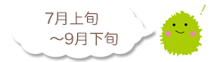 2017緑コキアの時期