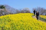 早咲きナノハナ