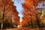 メタセコイア(紅葉)