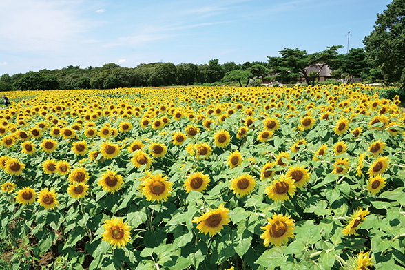 ひまわり