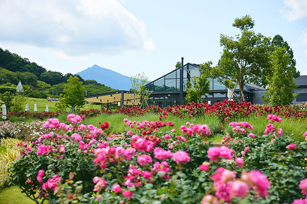 バラが咲き誇る園内(提供写真)