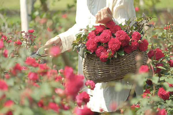 秋バラの花かごつみ(提供写真)