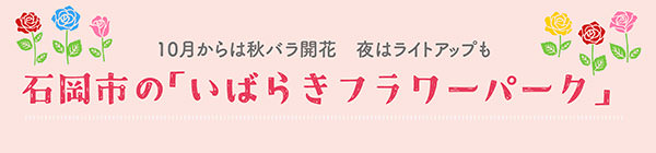 10月からは秋バラ開花 夜はライトアップも 石岡市の「いばらきフラワーパーク」