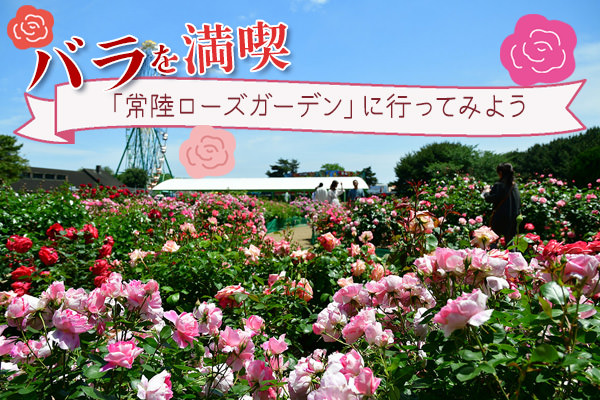 バラを満喫「常陸ローズガーデン」に行ってみよう