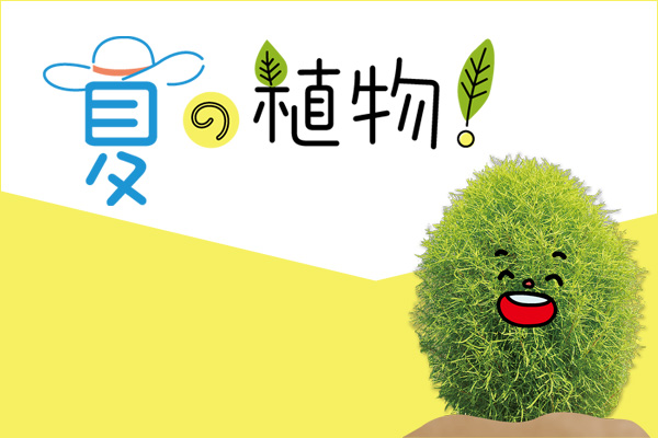夏の植物紹介