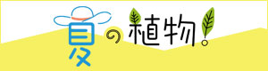 夏の植物