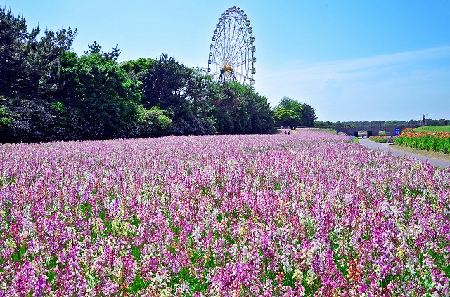 大草原フラワーガーデン