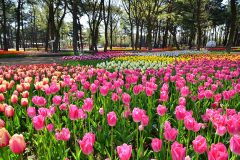 Tulips – 国営ひたち海浜公園