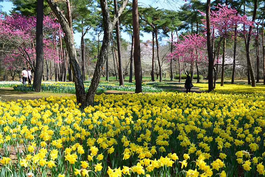 花卉– 国営ひたち海浜公園