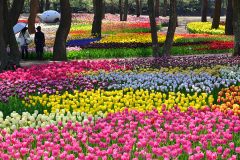 Tulips – 国営ひたち海浜公園