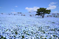 みはらしの丘 国営ひたち海浜公園