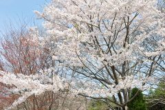 サクラ 国営ひたち海浜公園