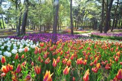 Tulips – 国営ひたち海浜公園