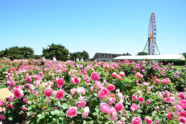 常陸ローズガーデン 国営ひたち海浜公園