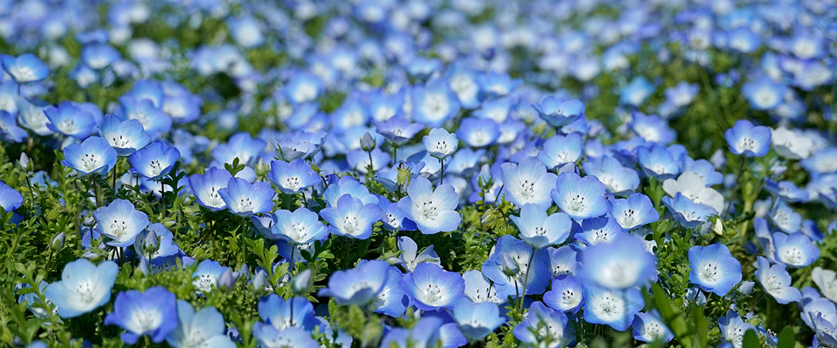 国営ひたち海浜公園 海と空と緑がともだち ひたち海浜公園は 茨城県ひたちなか市にある国営公園です