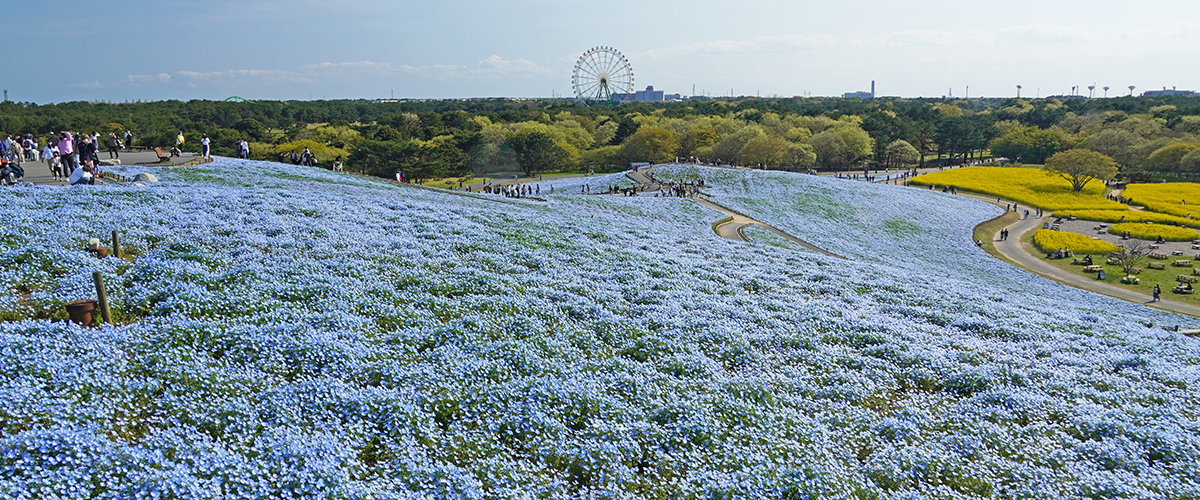 国営ひたち海浜公園 海と空と緑がともだち ひたち海浜公園は 茨城県ひたちなか市にある国営公園です