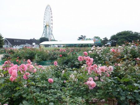 国営ひたち海浜公園のバラ 観光いばらき