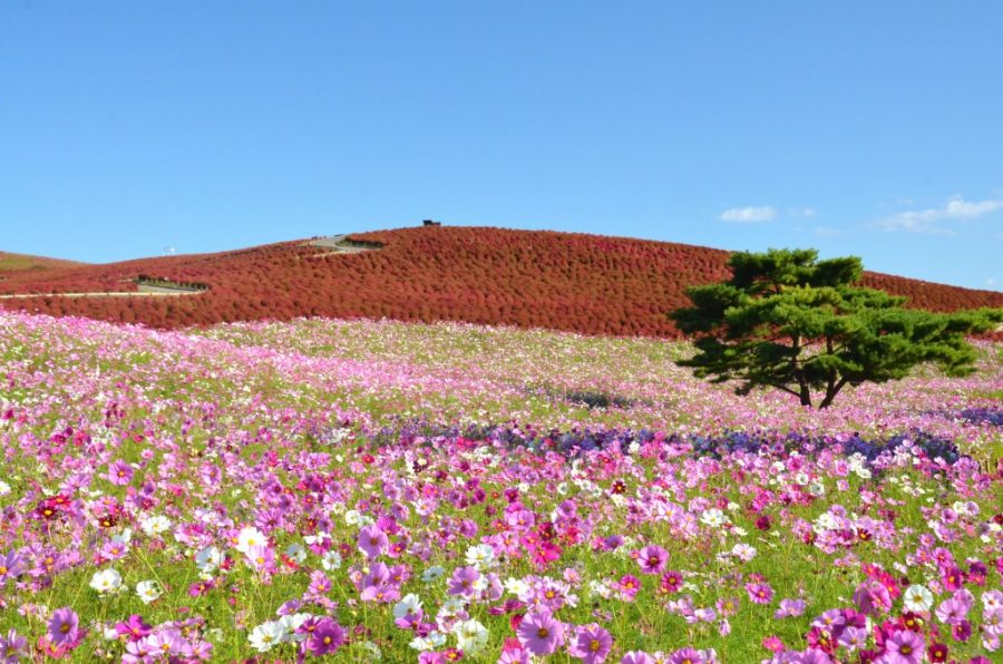 花畑の充実など魅力向上につながる取組みを行います 入園料 参加料 250円 10 15 24 国営ひたち海浜公園
