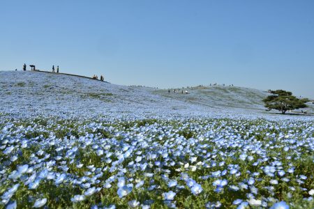 アンティーク“ポーズを変えながら和菓子風に並ぶバラ、バラ、バラ