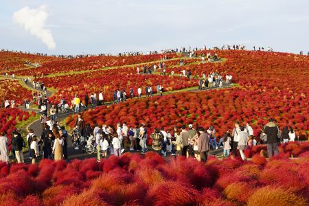 ブログ – ページ 18 – 国営ひたち海浜公園