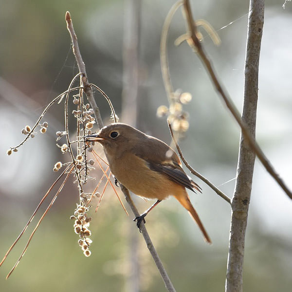 鳥の声が聞こえたら…