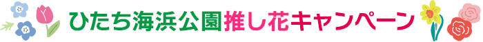 ひたち海浜公園推し花キャンペーン