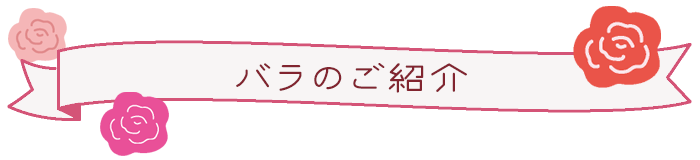 バラのご紹介