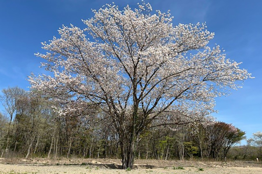 森の広場