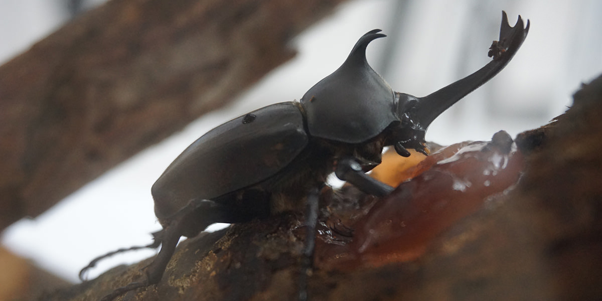 カブトムシ