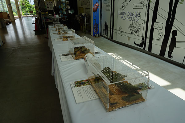 珍しい昆虫をじっくり観察!展示コーナー